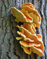 Laetiporus sulphureus, the underside spore-bearing surface. Laetiporus sulphureus, the underside spore-bearing surface.